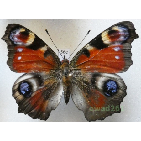 Aglais io (Linnaeus, 1758) Poland56e